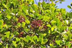 Elaeocarpus gaussenii